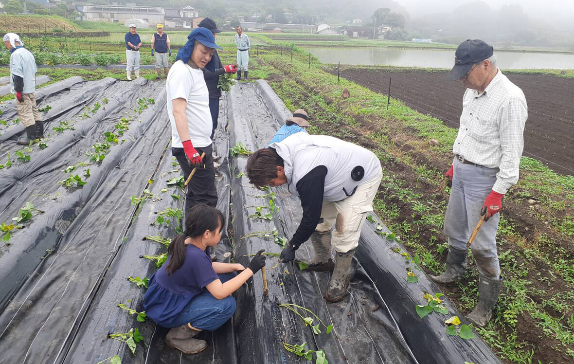 「さつまいも苗植え」の様子2