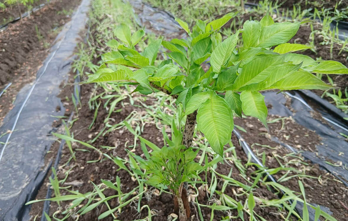 こんにゃく芋の消毒作業3