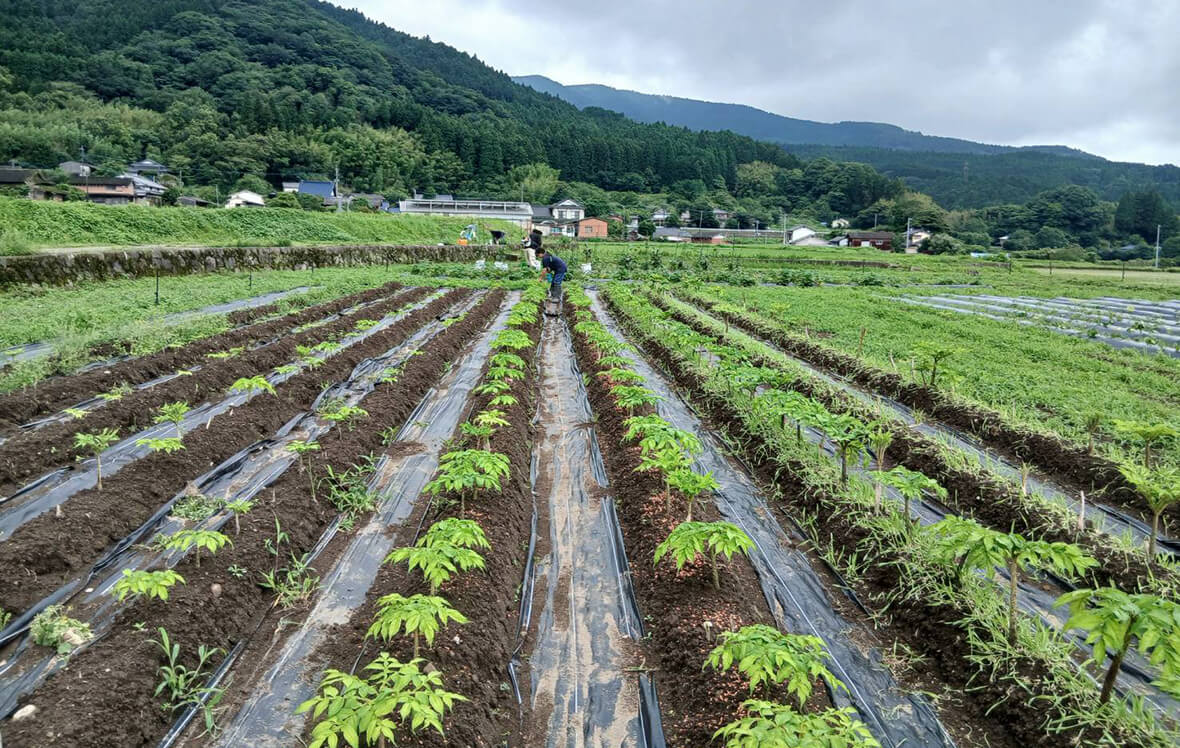こんにゃく芋の消毒作業6