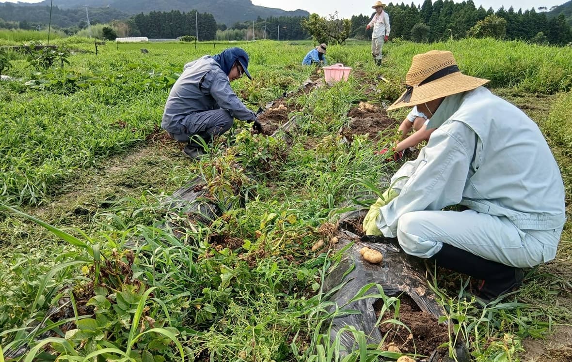 こんにゃく芋の消毒作業とじゃがいもの収穫作業1