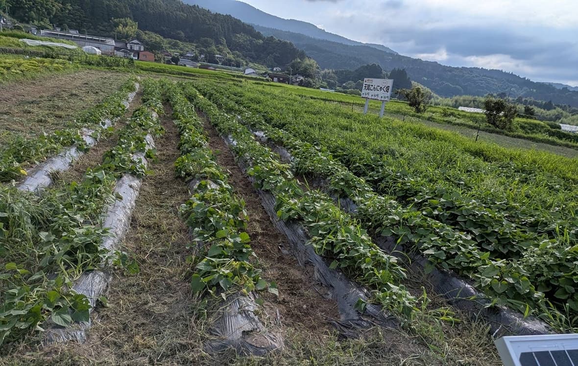 こんにゃく芋の消毒作業とじゃがいもの収穫作業2