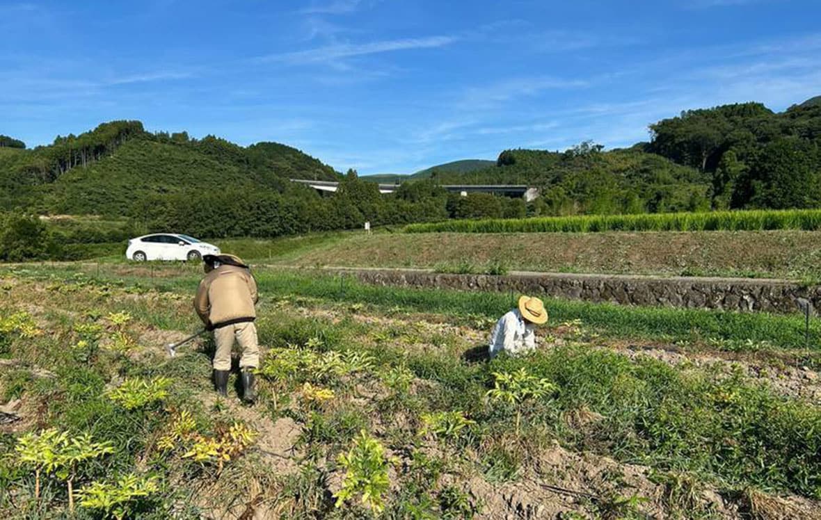 草取り作業3