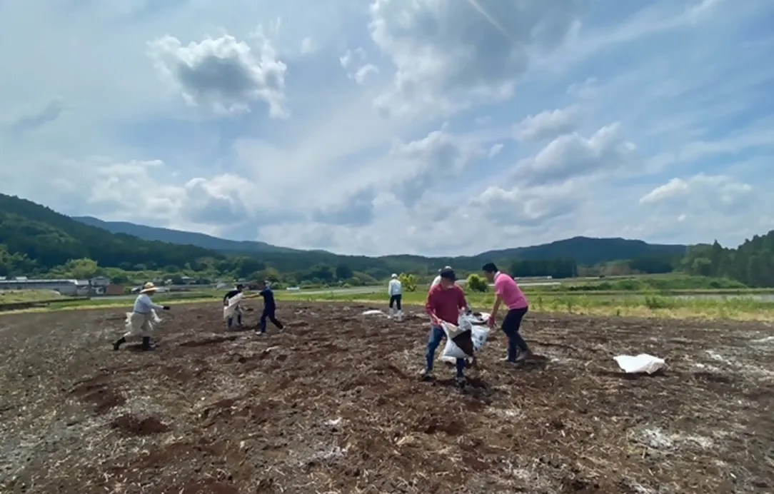 2024年6月2日 天間こんにゃく種芋植付風景8