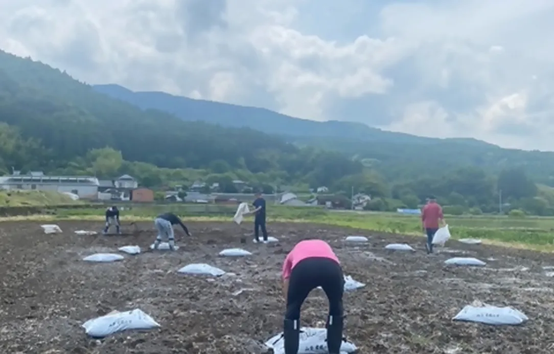 2024年6月2日 天間こんにゃく種芋植付風景9