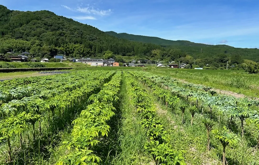 2024年7月6日 天間消毒作業風景1