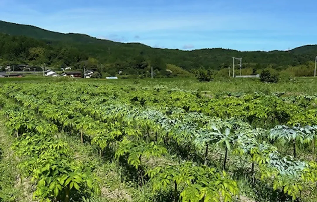 2024年7月6日 天間消毒作業風景2