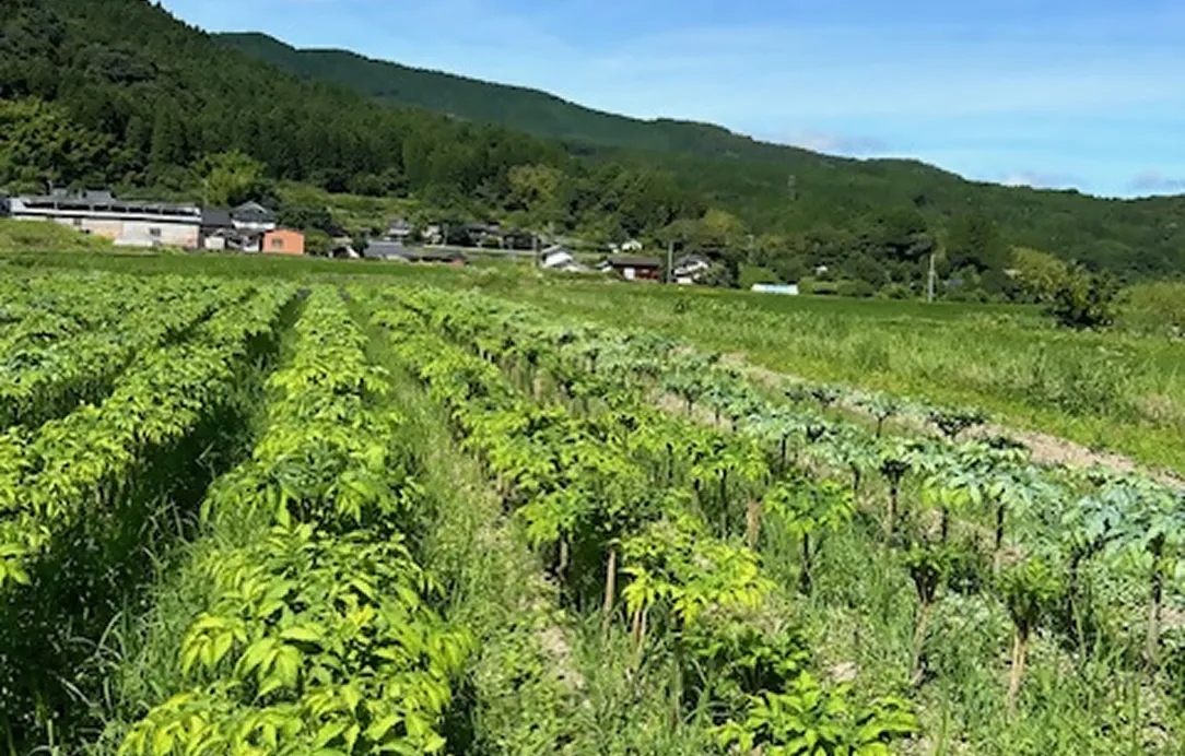 2024年7月6日 天間消毒作業風景3