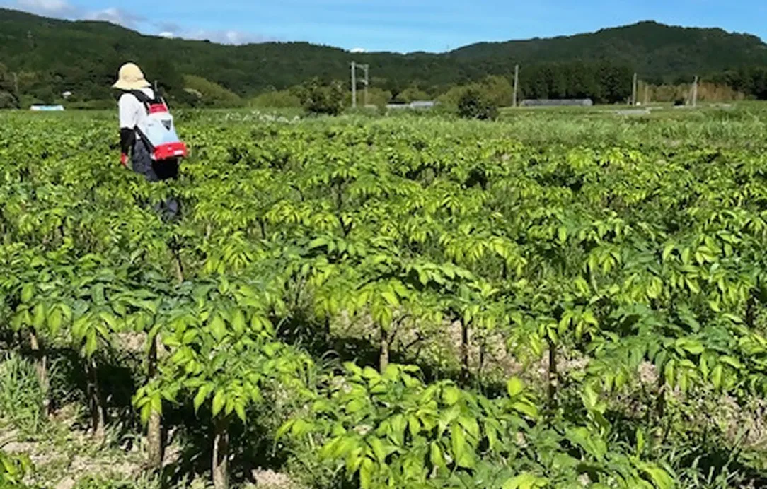 2024年7月6日 天間消毒作業風景5