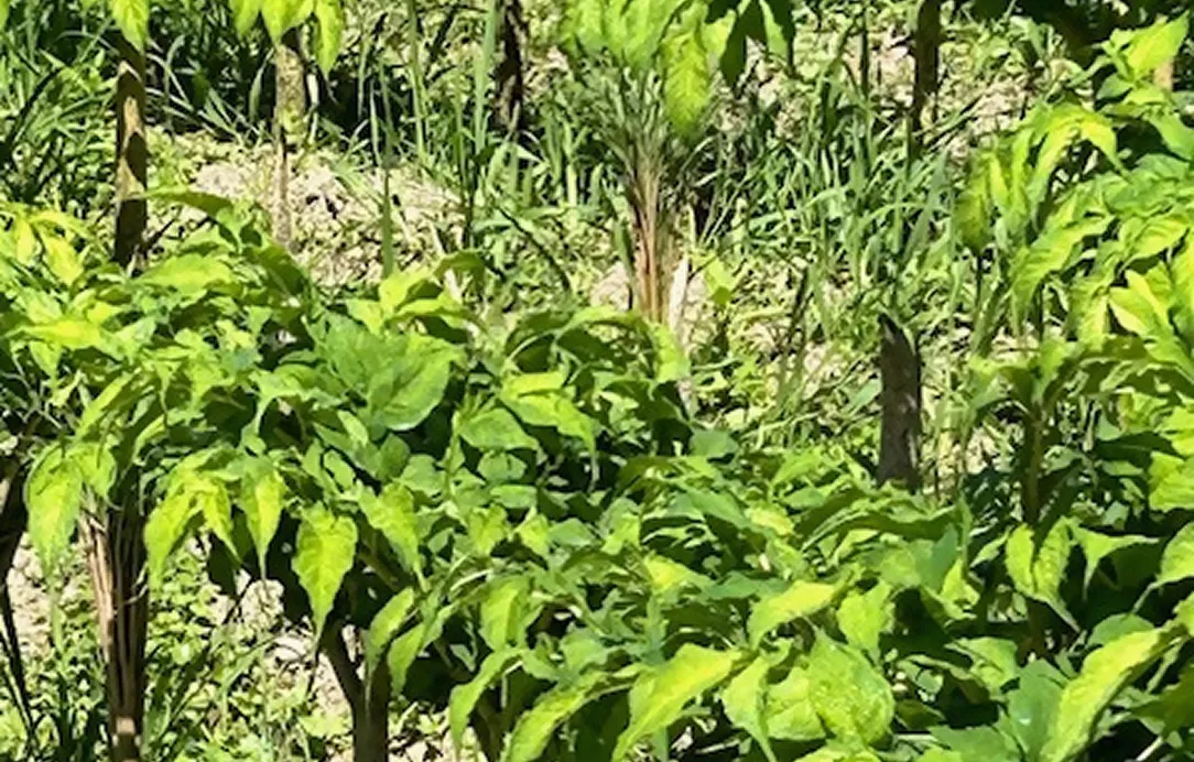 2024年7月6日 天間消毒作業風景6