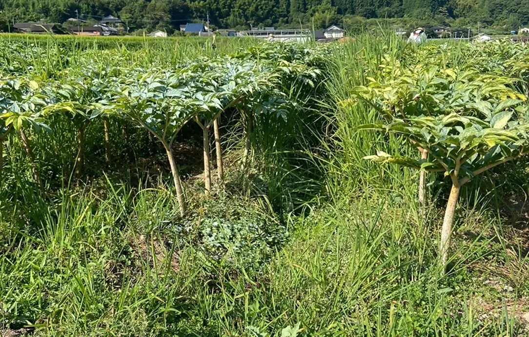 2024年8月17日 天間消毒作業風景2