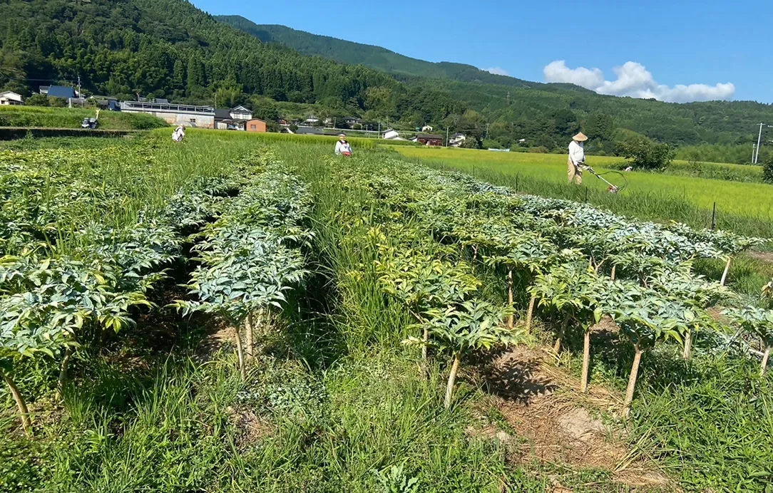 2024年8月17日 天間消毒作業風景3