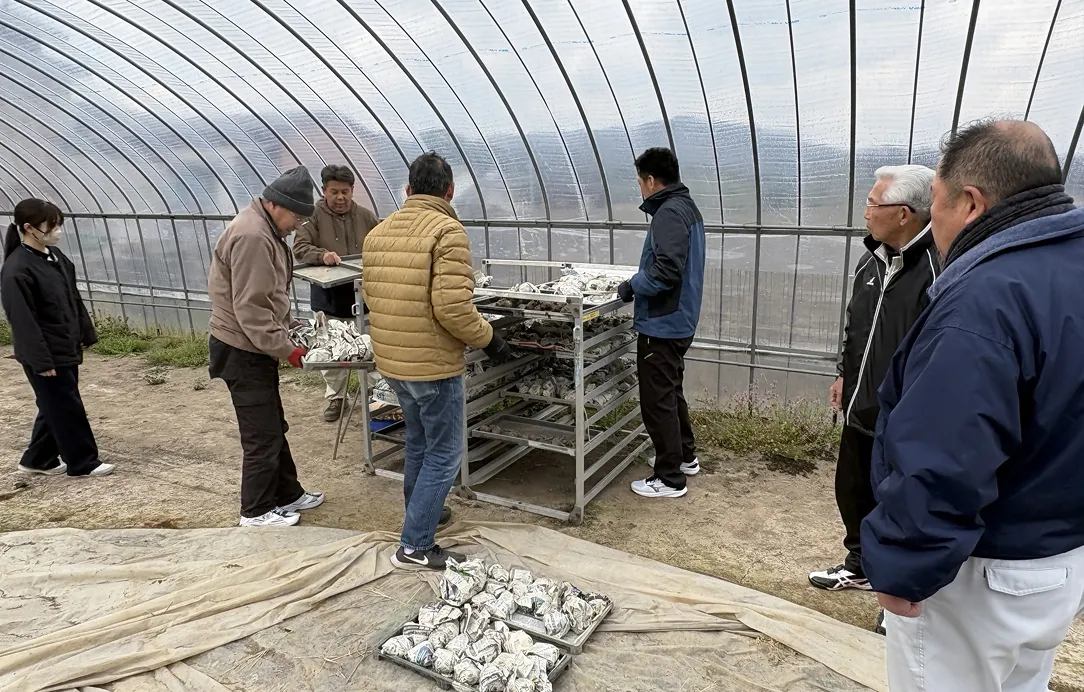2025年3月7日 越冬こんにゃく芋の確認作業3