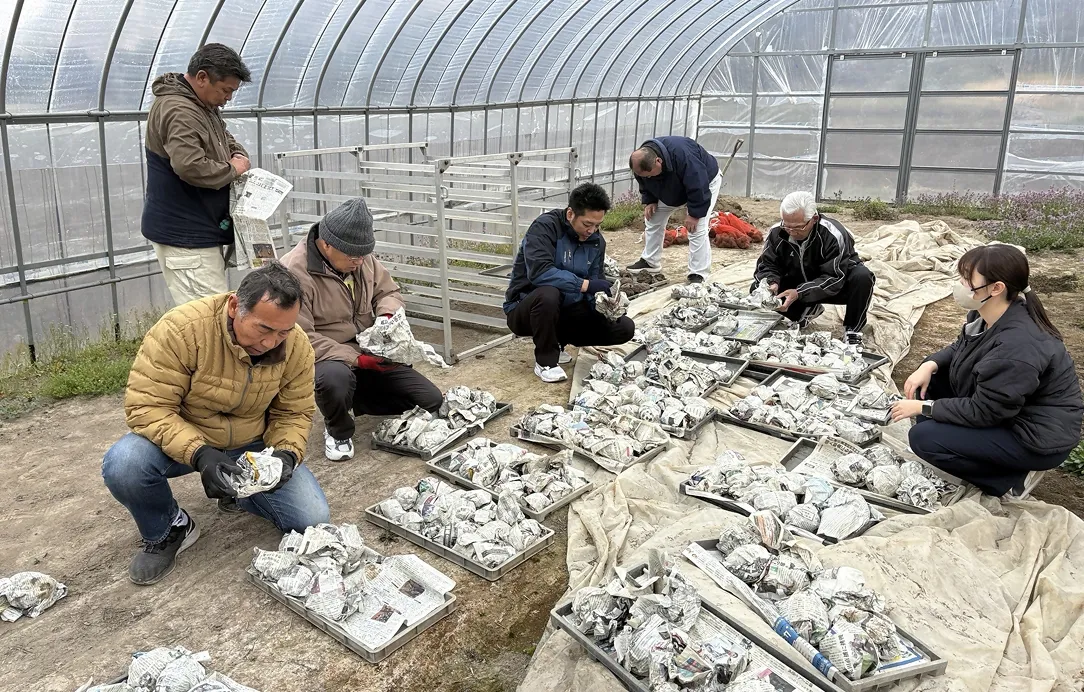 2025年3月7日 越冬こんにゃく芋の確認作業4