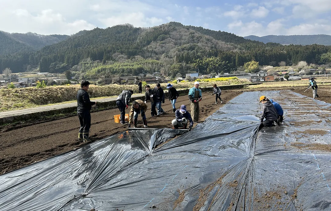 2025年3月20日 こんにゃく畑消毒・シートかけ