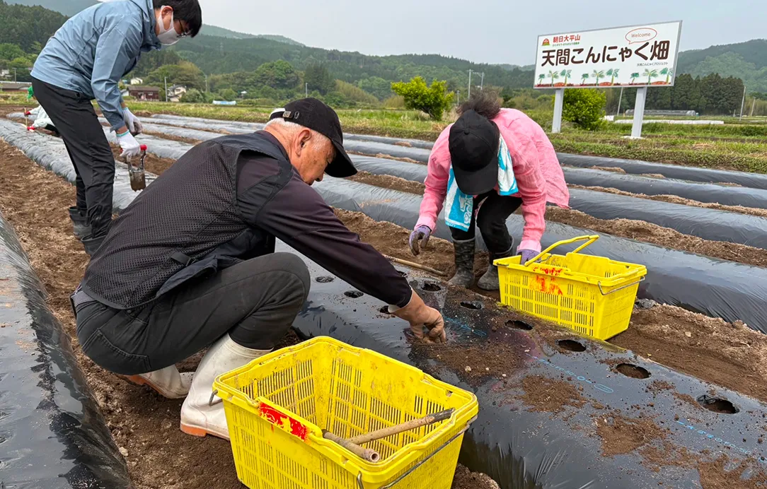 2025年5月19日 天間こんにゃく芋植え3