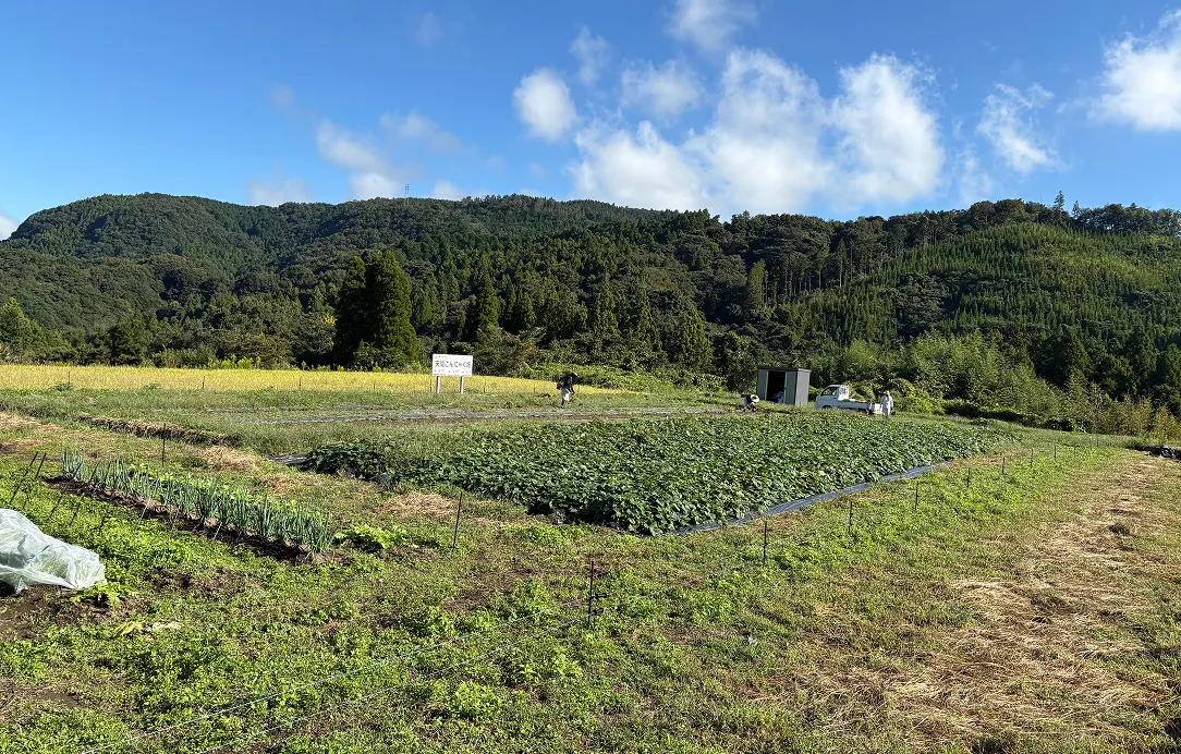 2025年10月6日 天間こんにゃく芋ほり1