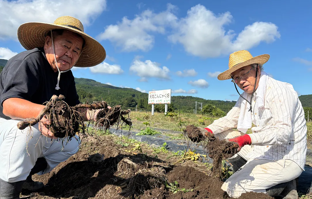 2025年10月6日 天間こんにゃく芋ほり5
