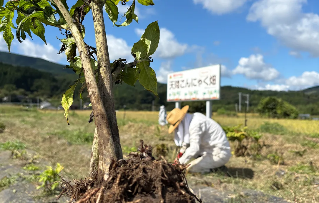 2025年10月6日 天間こんにゃく芋ほり6