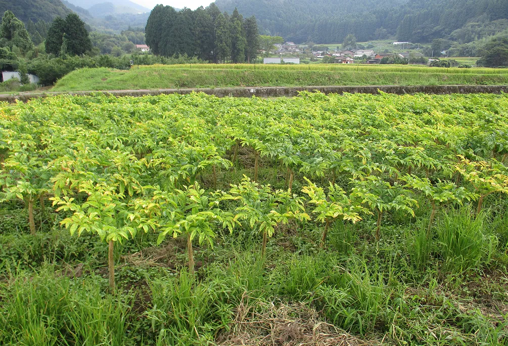 天間地区の風景